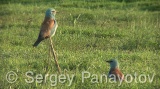 Video of European Roller - European Roller during the breeding season near its nest, hunting insects and feed their young chicks.